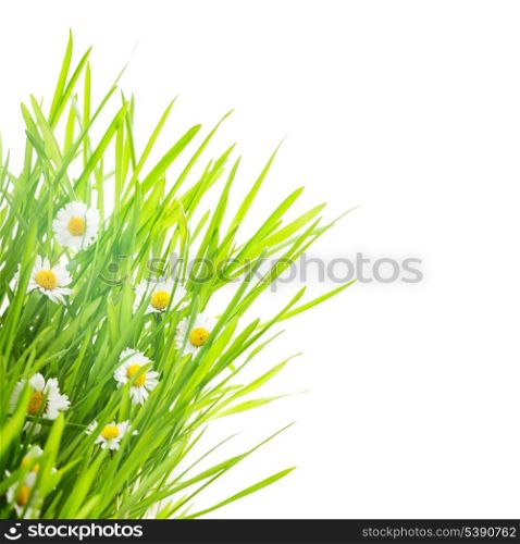 border with green grass and daisy flowers on white