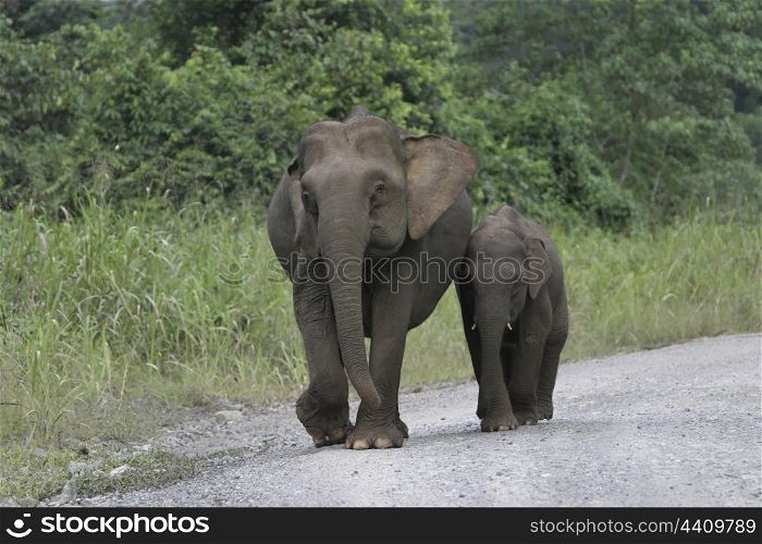 Borneo pygmy elephant and calf