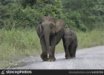Borneo pygmy elephant and calf