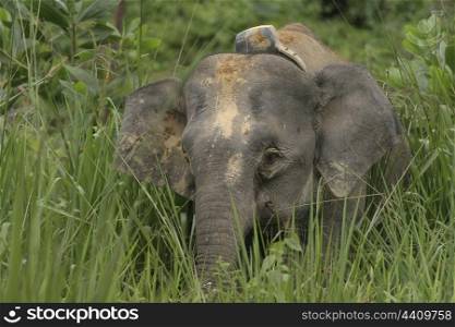 Borneo pygmy elephant with radio collar