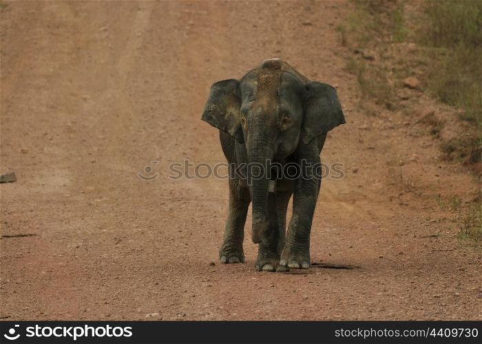 Borneo pygmy elephant with satellite collar