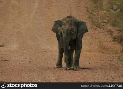 Borneo pygmy elephant with satellite collar