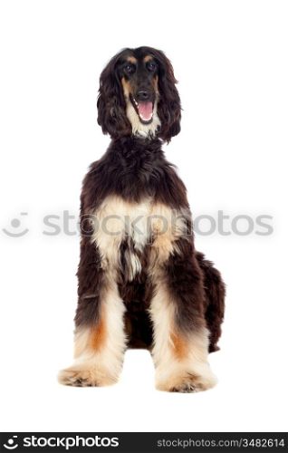 Borzoi breed dog isolated on white background