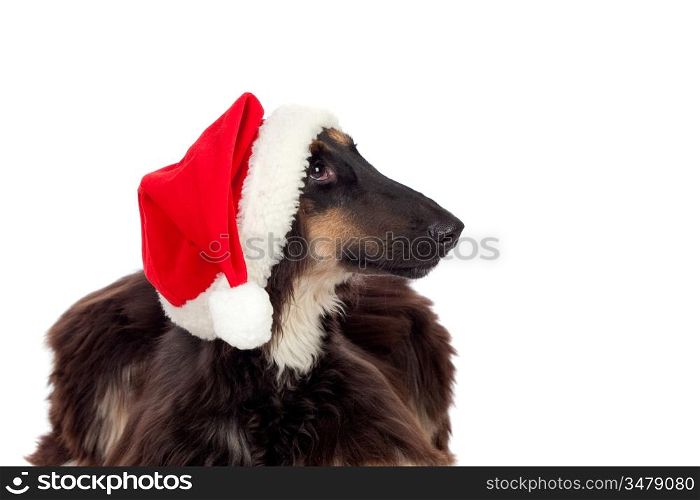 Borzoi breed dog with Santa hat isolated on white background