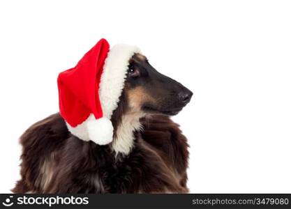 Borzoi breed dog with Santa hat isolated on white background
