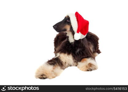 Borzoi breed dog with Santa hat isolated on white background