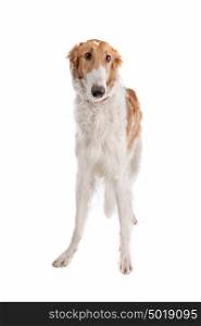 Borzoi or Russian Wolfhound. Borzoi or Russian Wolfhound, in front of a white background
