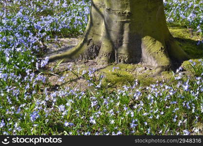 Boshyacint under a Beech tree in The Paauw in Wassenaar, The Netherlands.