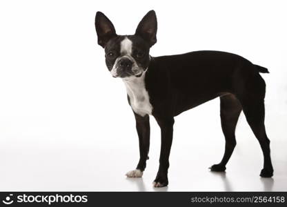 Boston Terrier dog.