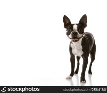 Boston Terrier dog.