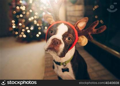 Boston terrier wearing festive antlers in front of Christmas tree looking at camera