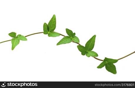 Botanical design element on white background: green ivy branch