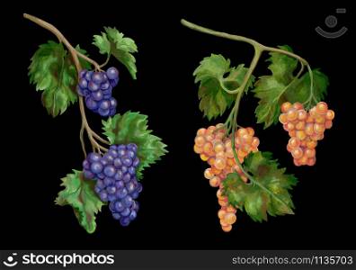 Botanical drawings with acrylic paints. A collection of beautiful grape branches. Set of two decorative elements. Colorful realistic sketches. Different grape varieties.