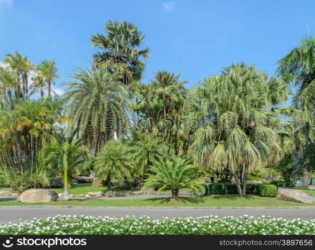 Botanical Garden of variety palm trees