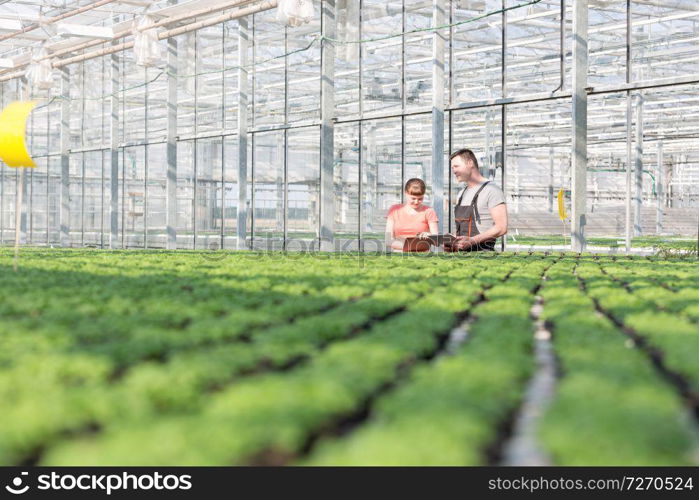 Botanists discussing while standing by herb seedlings in greenhouse