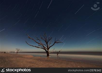 Botany Bay at starry night, South Carolina, USA