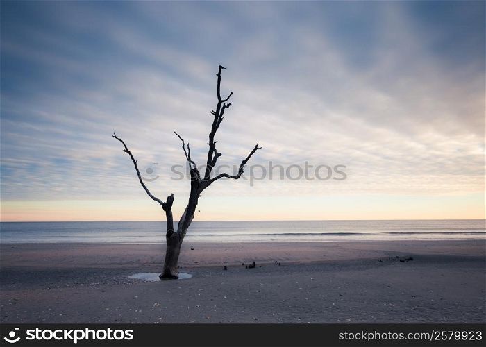 Botany Bay beach, Edisto Island, South Carolina, USA