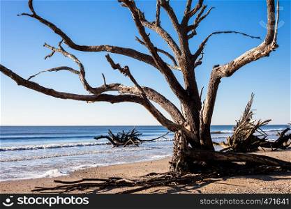 Botany Bay beach, Edisto Island, South Carolina, USA
