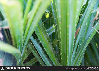 botany, nature, biology, eco and flora concept - close up of green exotic plant outdoors