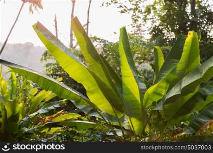 botany, nature, biology, eco and flora concept - green palm tree leaves outdoors. green palm tree leaves outdoors