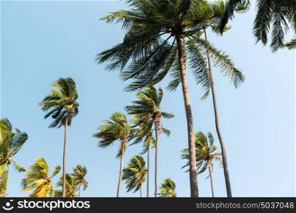 botany, nature, biology, eco and flora concept - green palm trees over blue sky. green palm trees ove blue sky
