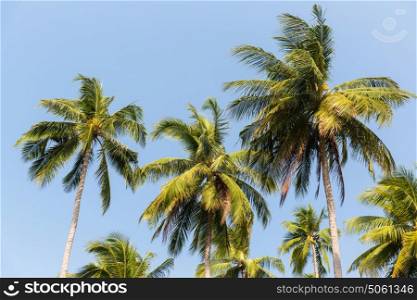 botany, nature, biology, eco and flora concept - green palm trees over blue sky. green palm trees ove blue sky