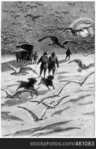 Both dogs were up thousands of birds, vintage engraved illustration. Jules Verne Cesar Cascabel, 1890.