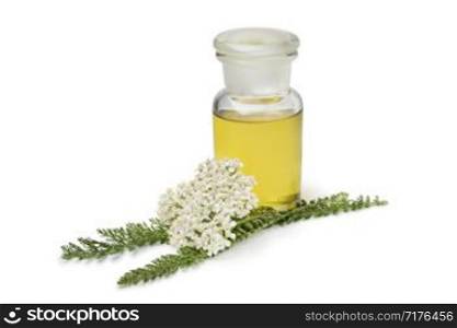 Bottle of yarrow oil and fresh white Common yarrow flowers isolated on white background