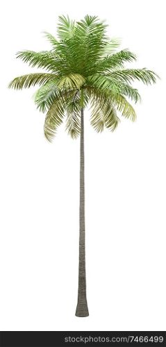 bottle palm tree isolated on white background. 3d illustration