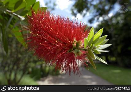 Bottlebrush plants, (Callistemon citrinus) are endemic to Australia. They are referred to as bottlebrushes because of their cylindrical, brush like flowers resembling a traditional bottle brush.