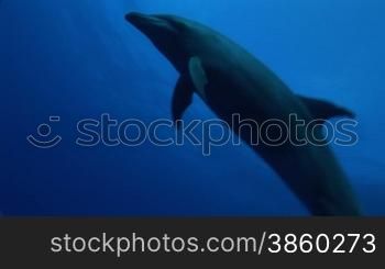 Bottlenose dolphin schwimmt im Meer