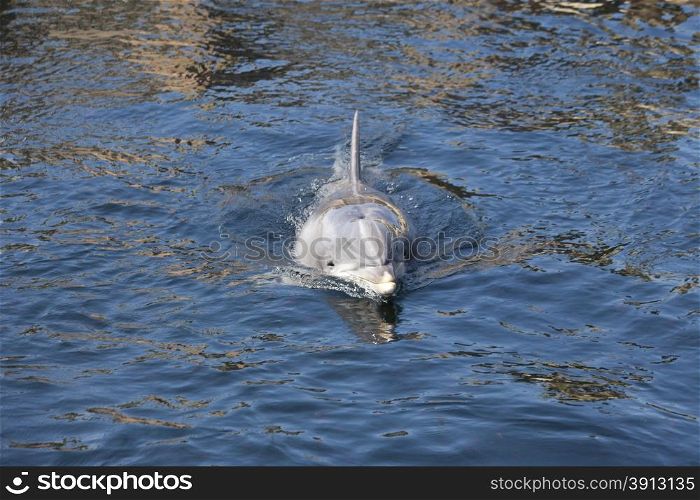 Bottlenose dolphin swimming in lake