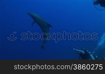 Bottlenose dolphin und Taucher schwimmen im Meer