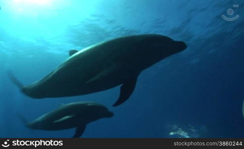 Bottlenose dolphins schwimmen im Meer