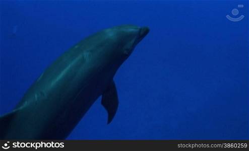 Bottlenose dolphins schwimmen im Meer