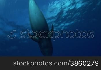 Bottlenose dolphins schwimmen im Meer