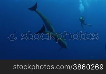 Bottlenose dolphins und Taucher schwimmen im Meer