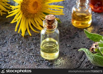 Bottles of essential oil with fresh elecampane, or Inula helenium plant on a dark background