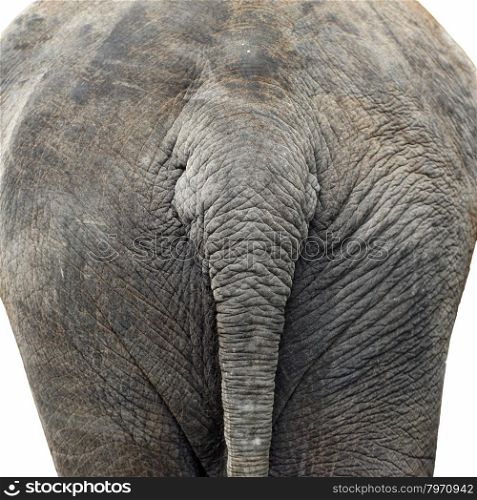 bottom of asian elephant isolated on white background