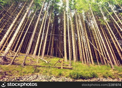 Bottom shot of high pine trees in wild conifer forest. Woods nature concept.. Bottom shot of high pine trees in forest