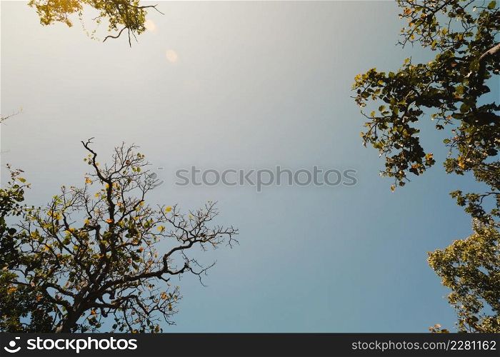 Bottom up view of lush green foliage of tropical trees with morning sun. Tree branches and leaves against blue sky.