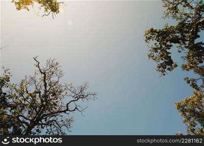 Bottom up view of lush green foliage of tropical trees with morning sun. Tree branches and leaves against blue sky.