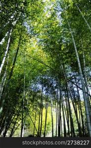 Bottom view of fresh green bamboo forest in the summer