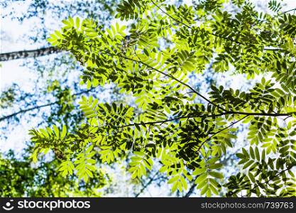 bottom view of green branch of rowan tree illuminated by sun under blue sky in forest in summer
