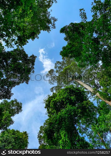 Bottom view of green tree in tropical forest with bright blue sky and white cloud. Bottom view background of tree with green leaves and sun light in the the day. Tall tree in woods. Jungle in Thailand