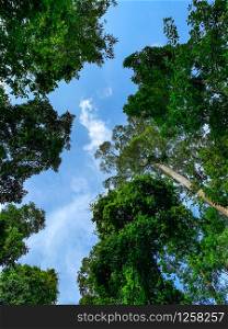 Bottom view of green tree in tropical forest with bright blue sky and white cloud. Bottom view background of tree with green leaves and sun light in the the day. Tall tree in woods. Jungle in Thailand