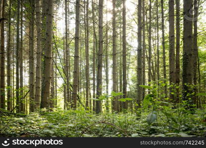 Bottom view of impressive spruce trees in the forest. Springtime.