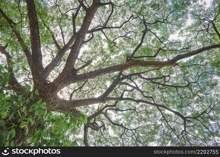 Bottom view of many green leaves on branches of a big tree with sunlight in tropical park