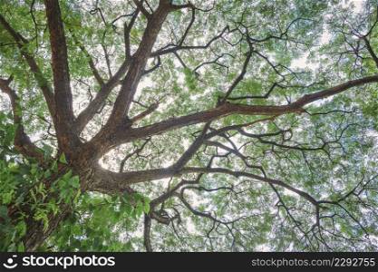 Bottom view of many green leaves on branches of a big tree with sunlight in tropical park