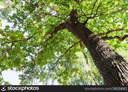 bottom view of oak tree green foliage and trunk in summer day